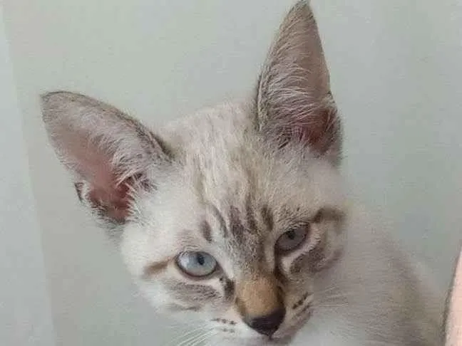 Gato raça siamês idade 2 a 6 meses nome Yumi