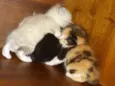 Gatos