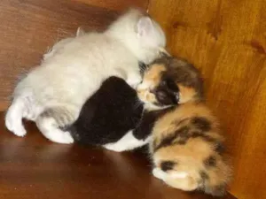 Gato raça Srd idade Abaixo de 2 meses nome Gatos