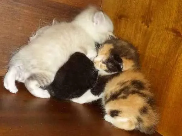 Gato ra a Srd idade Abaixo de 2 meses nome Gatos