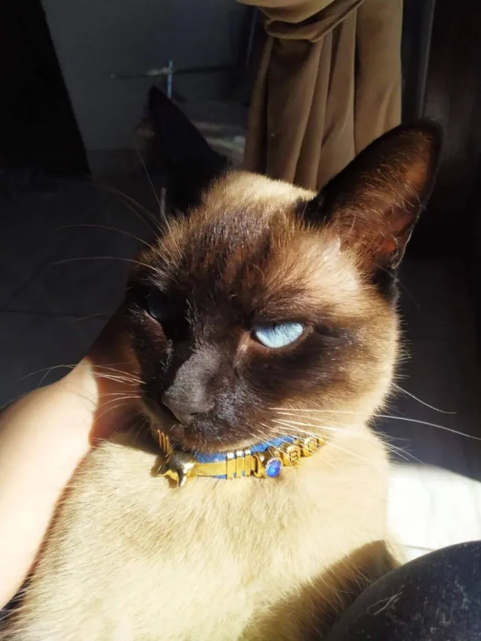 Gato ra a Siamês  idade 3 anos nome Buddy