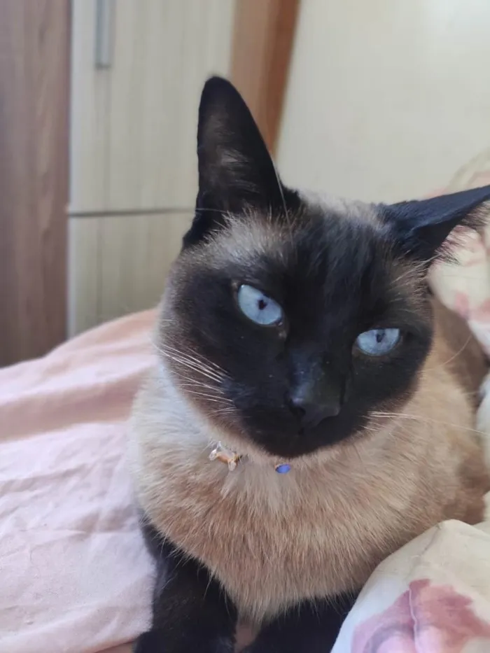 Gato ra a Siamês  idade 3 anos nome Buddy