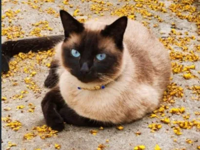 Gato raça Siamês  idade 3 anos nome Buddy