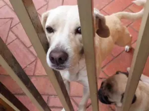 Cachorro raça Rns idade 3 anos nome Branquinha