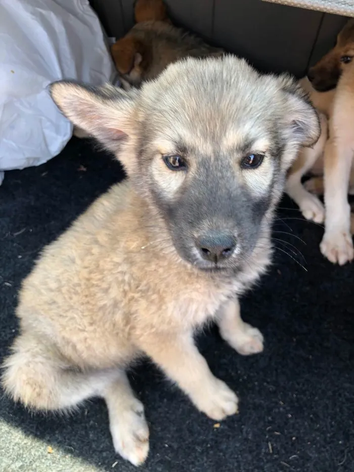 Cachorro ra a vira lata idade 2 a 6 meses nome sem nome