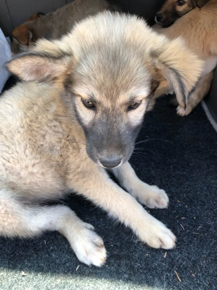 Cachorro ra a vira lata idade 2 a 6 meses nome sem nome