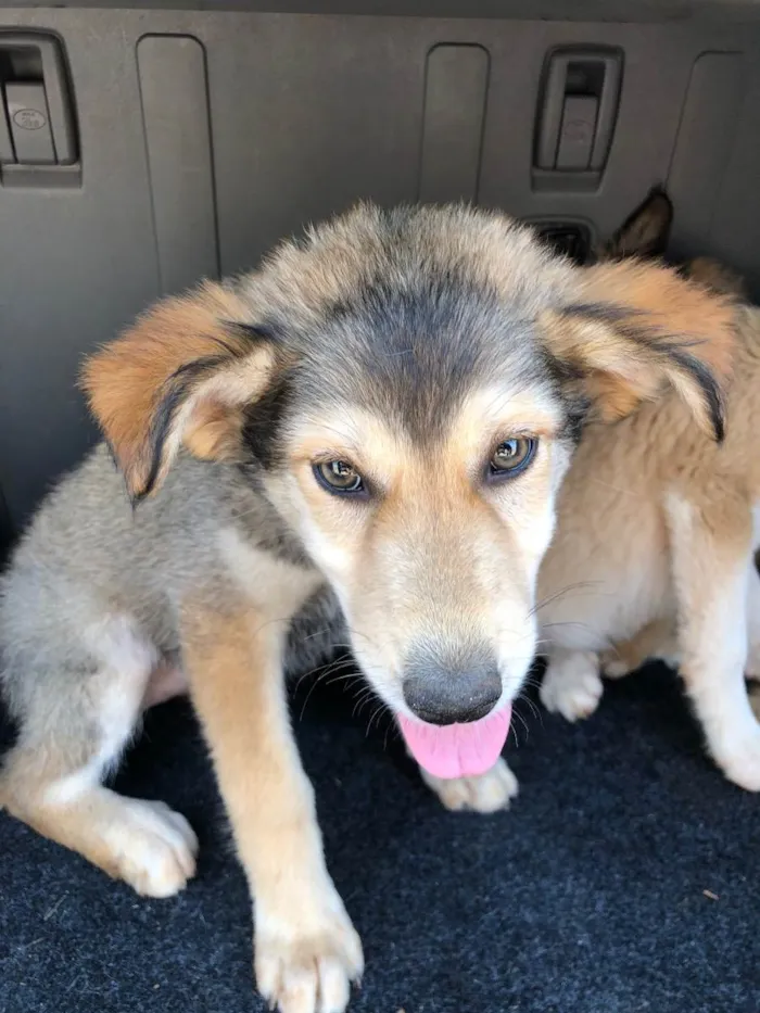 Cachorro ra a vira lata idade 2 a 6 meses nome sem nome