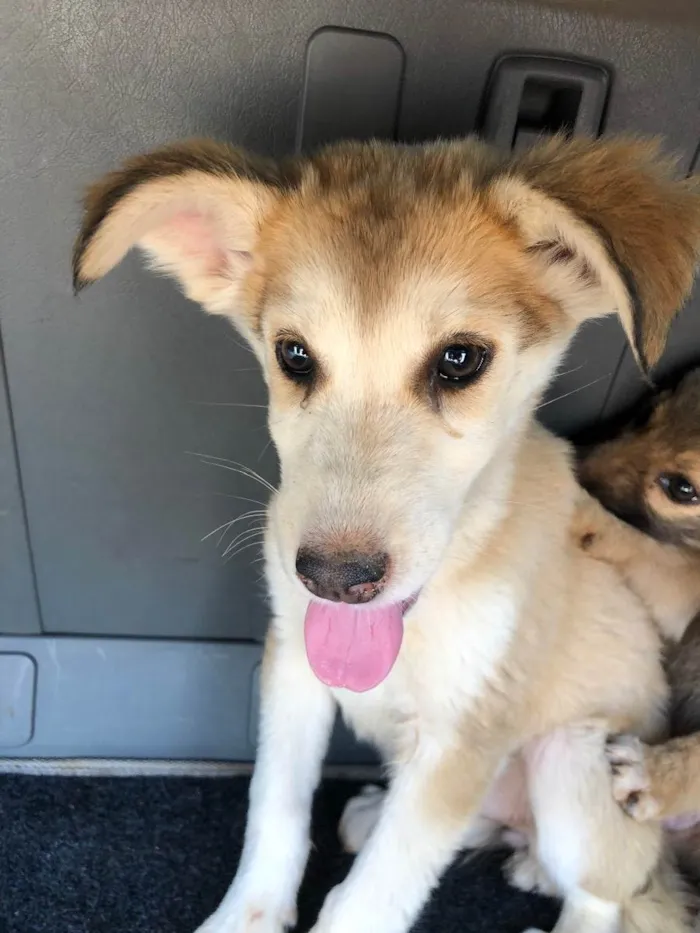 Cachorro ra a vira lata idade 2 a 6 meses nome sem nome