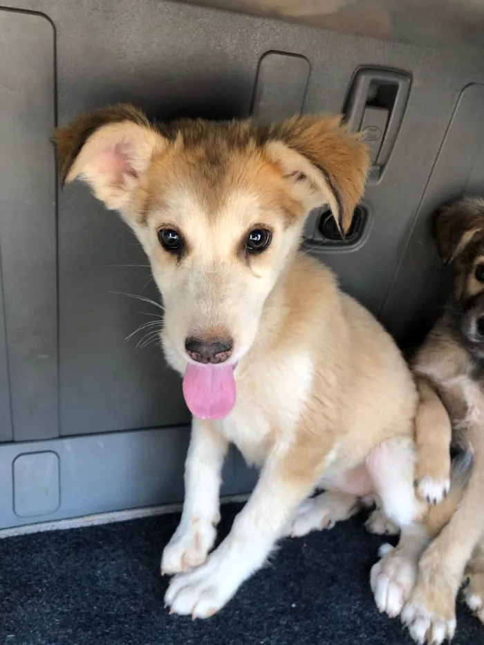 Cachorro ra a vira lata idade 2 a 6 meses nome sem nome