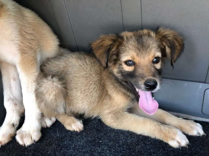 Cachorro ra a vira lata idade 2 a 6 meses nome sem nome