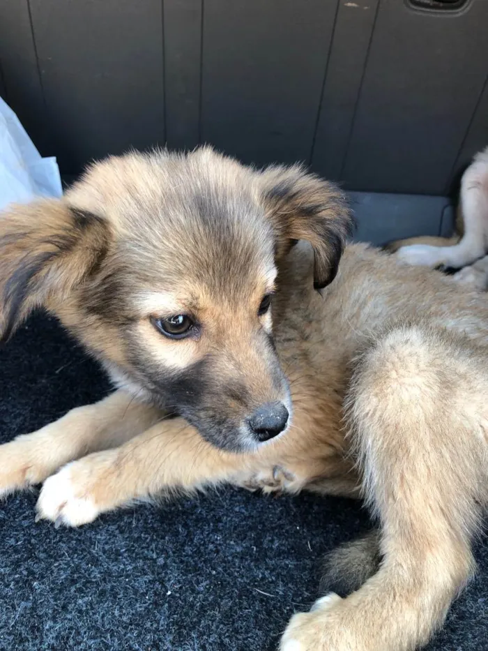 Cachorro ra a vira lata idade 2 a 6 meses nome sem nome