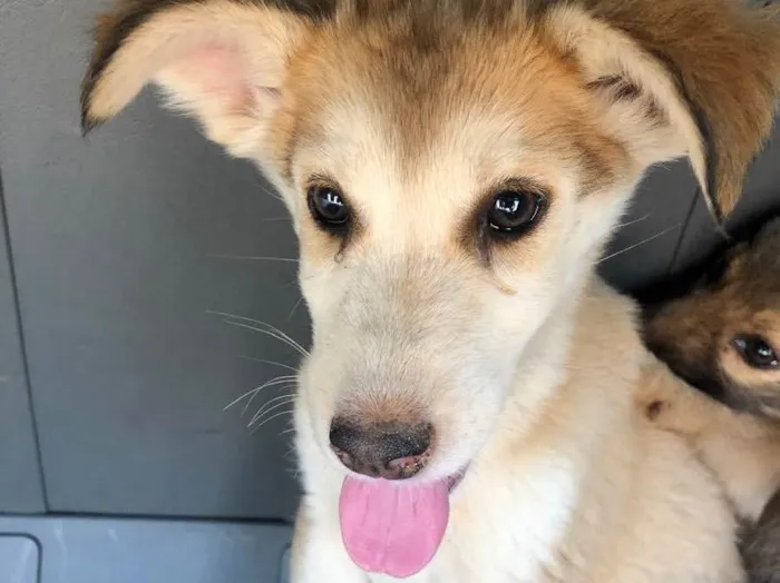 Cachorro ra a vira lata idade 2 a 6 meses nome sem nome