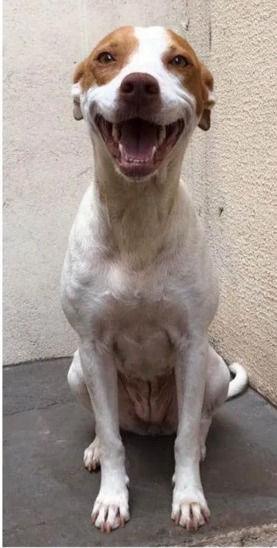 Cachorro ra a SRD idade 1 ano nome Lolla