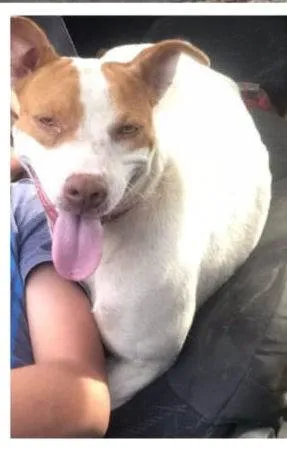Cachorro ra a SRD idade 1 ano nome Lolla