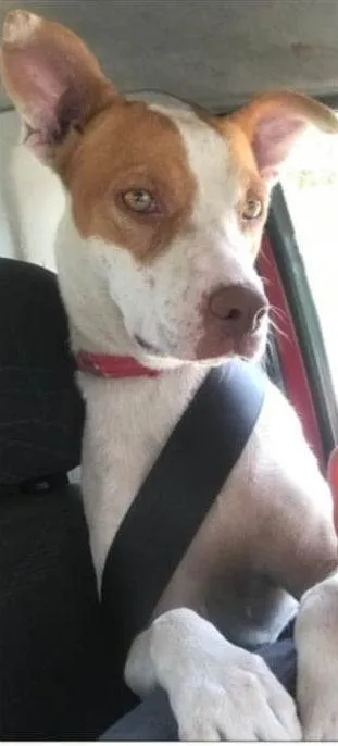 Cachorro ra a SRD idade 1 ano nome Lolla