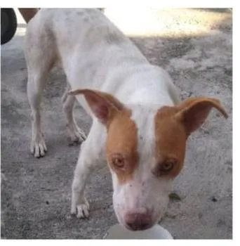 Cachorro ra a SRD idade 1 ano nome Lolla