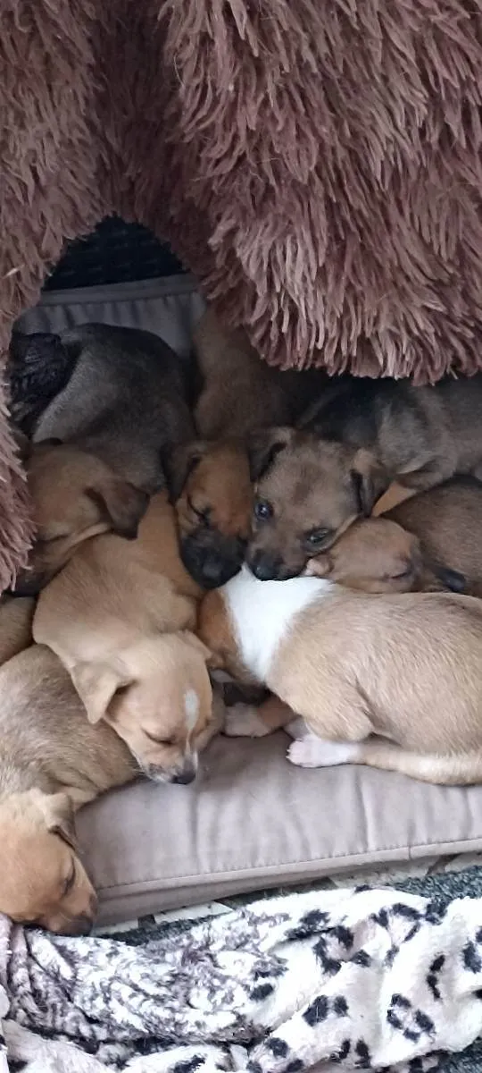 Cachorro ra a Sem raça definida idade 2 a 6 meses nome Não tem nome