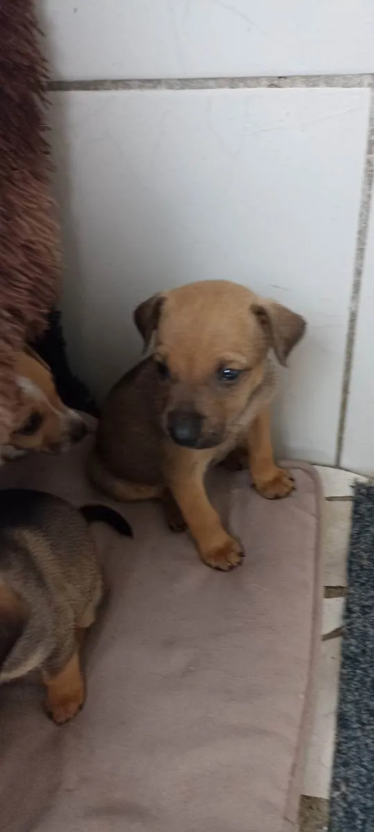 Cachorro ra a Sem raça definida idade 2 a 6 meses nome Não tem nome