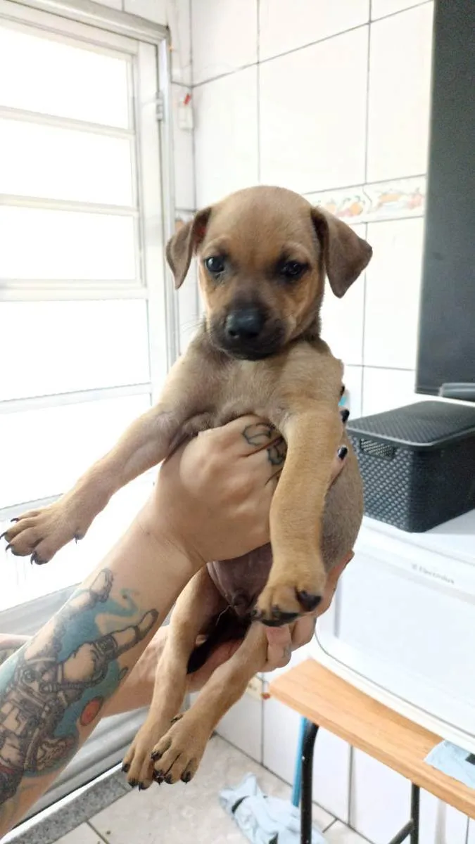 Cachorro ra a Sem raça definida idade 2 a 6 meses nome Não tem nome