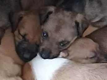 Cachorro ra a Sem raça definida idade 2 a 6 meses nome Não tem nome