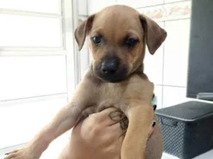 Cachorro raça Sem raça definida idade 2 a 6 meses nome Não tem nome