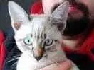 Gato raça siamês idade 2 a 6 meses nome Yumi