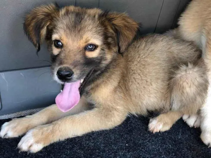 Cachorro ra a vira lata idade 2 a 6 meses nome sem nome