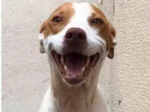 Cachorro raça SRD idade 1 ano nome Lolla