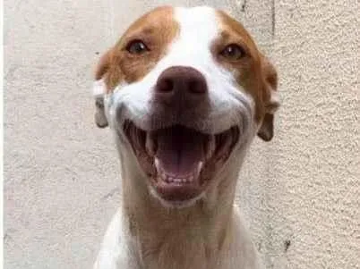Cachorro ra a SRD idade 1 ano nome Lolla
