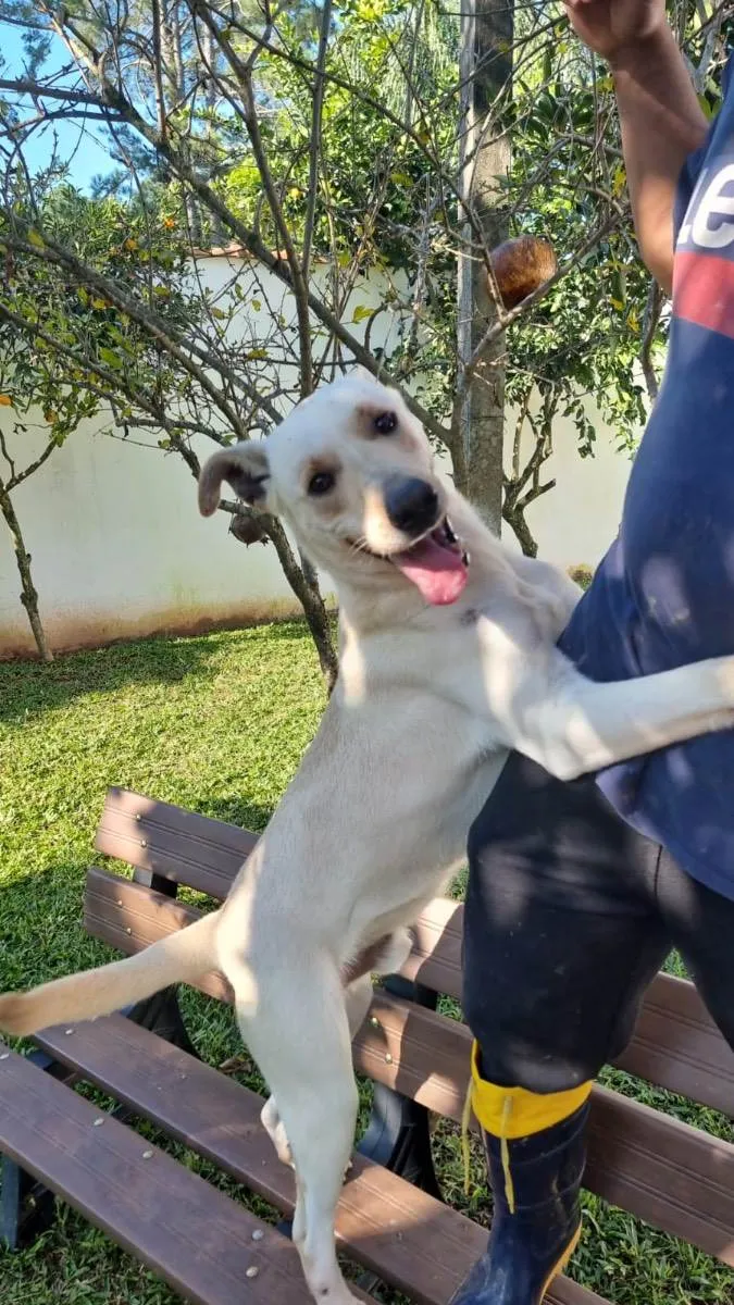 Cachorro ra a Labrador idade 1 ano nome Frederico