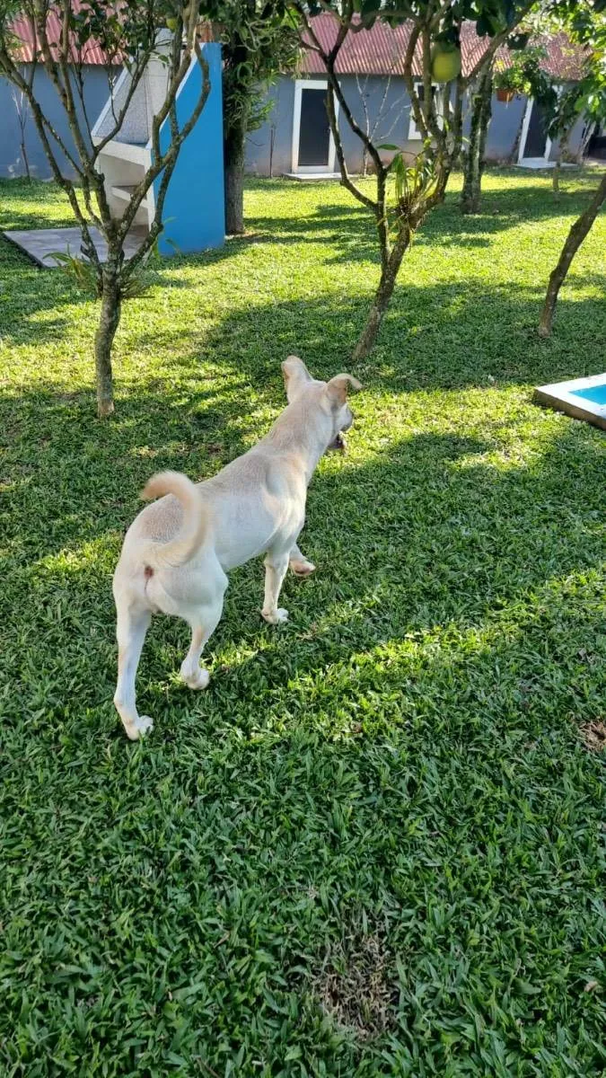 Cachorro ra a Labrador idade 1 ano nome Frederico