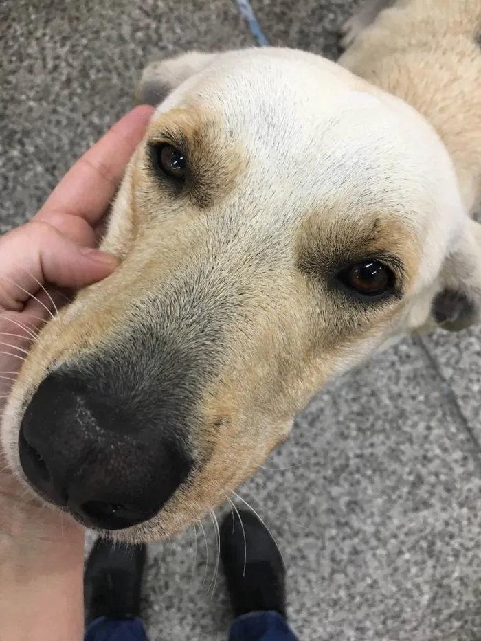 Cachorro ra a Labrador idade 1 ano nome Frederico