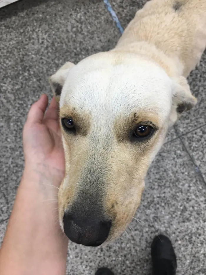 Cachorro ra a Labrador idade 1 ano nome Frederico