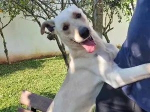 Cachorro raça Labrador idade 1 ano nome Frederico