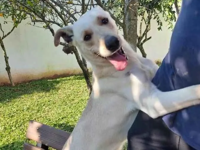 Cachorro ra a Labrador idade 1 ano nome Frederico