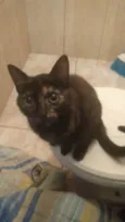 Kimi, Akira e Júpite