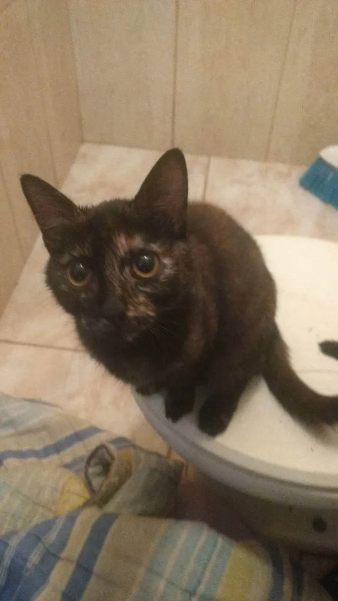 Gato ra a Siamesa, Bombaim e vira-lata  idade 7 a 11 meses nome Kimi, Akira e Júpite