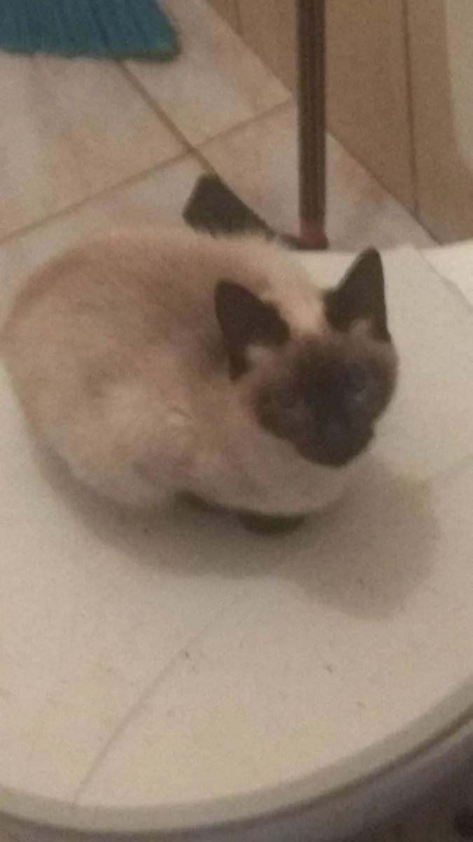 Gato ra a Siamesa, Bombaim e vira-lata  idade 7 a 11 meses nome Kimi, Akira e Júpite