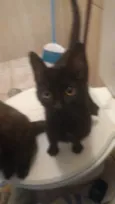 Kimi, Akira e Júpite