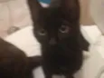 Kimi, Akira e Júpite