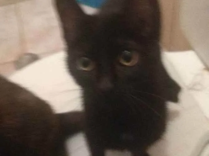 Gato ra a Siamesa, Bombaim e vira-lata  idade 7 a 11 meses nome Kimi, Akira e Júpite