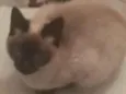Kimi, Akira e Júpite