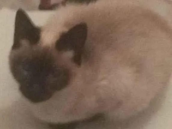 Gato ra a Siamesa, Bombaim e vira-lata  idade 7 a 11 meses nome Kimi, Akira e Júpite