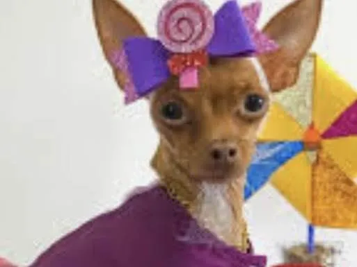 Cachorro ra a Mestiça  idade 2 a 6 meses nome Jolie 