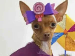 Cachorro raça Mestiça  idade 2 a 6 meses nome Jolie 