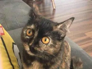 Gato raça Srd idade 7 a 11 meses nome Angelina 