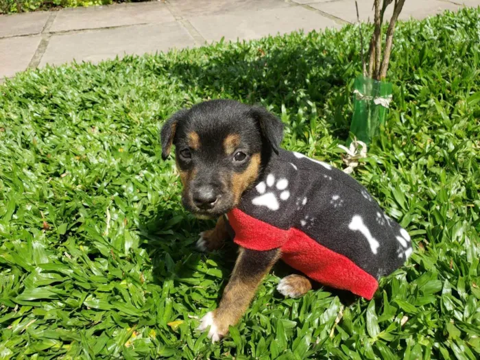 Cachorro ra a SRD idade 2 a 6 meses nome Bob