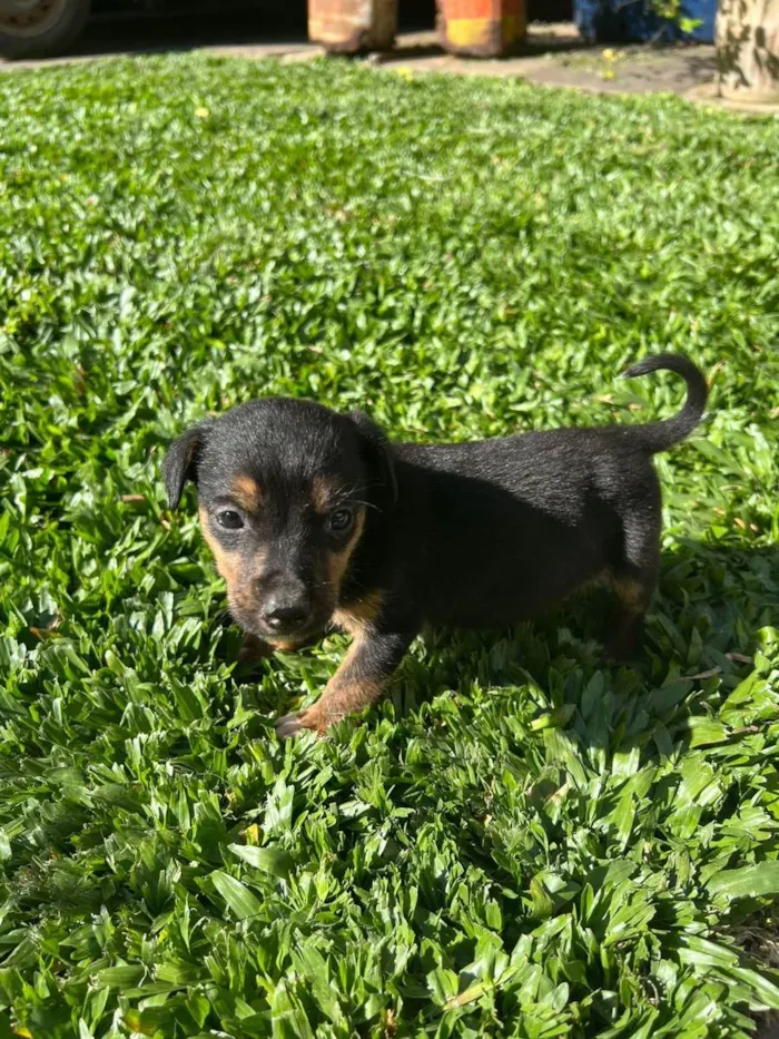 Cachorro ra a SRD idade 2 a 6 meses nome Bob