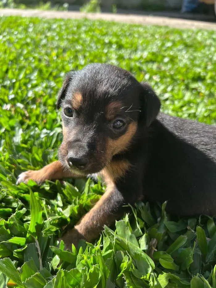 Cachorro ra a SRD idade 2 a 6 meses nome Bob
