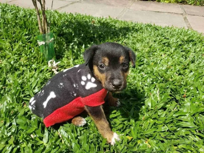 Cachorro ra a SRD idade 2 a 6 meses nome Bob